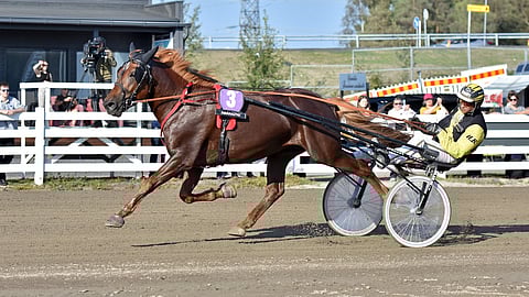 Henri Bollström on Carun hovikuski.