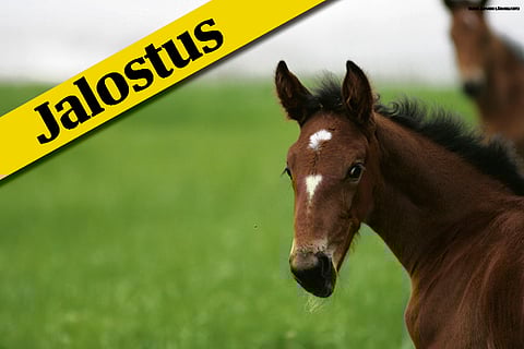 Sepori paras kaksivuotias