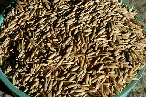 Hevonen tarvitsee väkirehua eli kauraa, jos se tekee niin kovaa työtä, ettei geeniperimän mukainen ravinto riitä täyttämään energian tarvetta