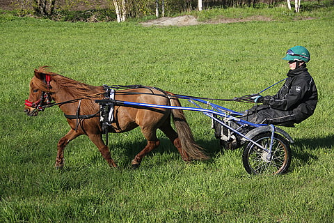 Pomona II ja Mats Havulehto puolustavat viimevuotista Mini-Elitloppetin voittoaan tulevana viikonloppuna.