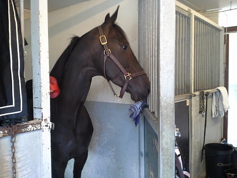 Oasis Bi Vermossa - valtakunnassa kaikki hyvin?