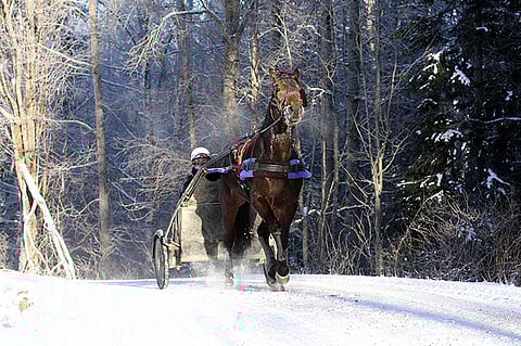 Riikka Kosonen ajaa reipasta lenkkiä Leppävirran maisemissa. Menestysori Surprise Lord on peruskuntokaudella.