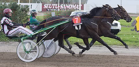 Marjo Kivimaan valmennuksessa debytoiva Sahara B Boy on illan päälähtönä ajettavan Voimaliigan seuratuin hevonen.