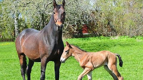 Passionate Kemp takoi kilparadoilta yli 1,6 miljoonan euron tienestit.