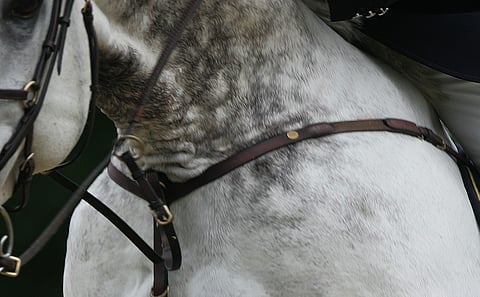 Keskusrikospoliisi tutkii rahan liikkeitä ratsastussponsoroinnissa.