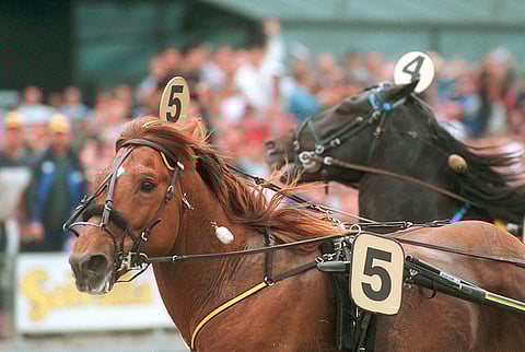 Viesker on astutuskauden suosituin suomenhevosori 111 astutuksella.