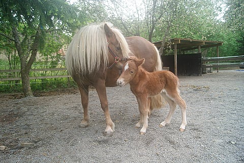 Valtakuntaan syntyi suloinen pikkuprinsessa.