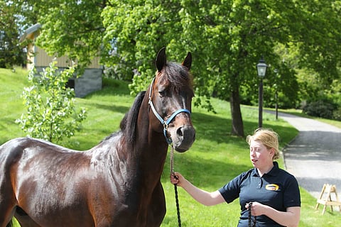 Suomalaiset sanoivat Oslossakin viimeisen sanan, kun maraton päättyi Timo Nurmoksen tallin Mellby Vikingin voittoon. Kuvassa hoitajansa Laura Marttisen esittämänä.