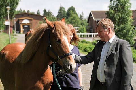 Sauli Niinistön omistama Ypäjä Juulia on seurattu vasta-alkaja. Kuva: Hevosopiston arkisto/Karri Virta