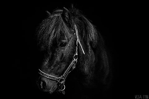 Reipin luottoshetlanninponi Pirri vuoden muotokuvaaja 2015 Vesa Tynin maalitauluna.