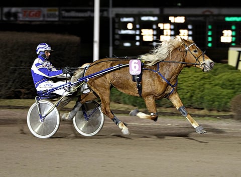 Alkuvuodesta rankingin ykkösnimenäkin keikkunut Carmela ei kamppaile kuningattaren seppeleestä.