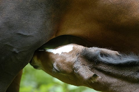 Suomen Hippos on saanut tiedot kahdesta uudesta tapauksesta, jotka liittyvät varsojen tunnistusjupakkaan. Kuva: Arkistokuva.