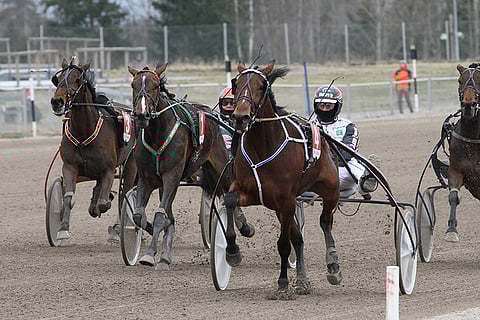Arctic Madonna pyrkii finaalipaikkaan Tammakriteriumin karsinnoissa.