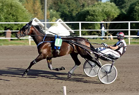 William Birdland on päätöskohteena ajettavassa Kasvattajakruunun alkuerässä oiva peli-idea.