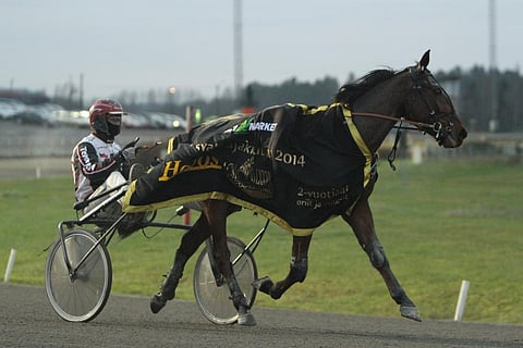 Vagabondo ja Mika Forss juhlivat jo viime vuonna Kasvattajakruunussa. Ruuna voi olla avainhevonen myös tämän syksyn ikäluokkakoitoksissa.