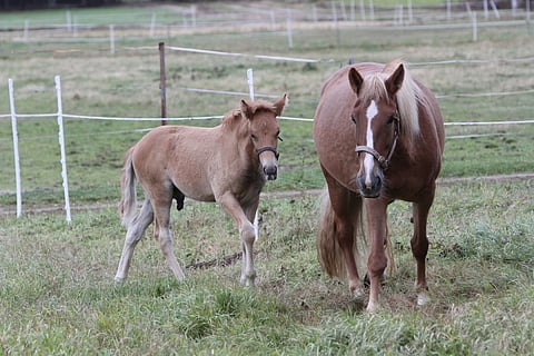 I.P. Vipotiinan esikoinen I.P. Timantti hioutuu jatkossa uusissa käsissä. Arkistokuva.