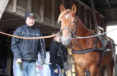 Tähen Toivomus valjastettavana kotitallissa Hankasalmella. Vieressä valmentaja Pauli Raivio, taustalla hoitaja Laura Raivio.