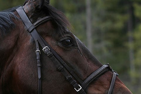 Hevosen päässä liikkuu hevosmaisia asioita, ei asioita, joita me usein kuvittelemme siellä liikkuvan. Taitava hevoskouluttaja osaa pitää opetukset yksinkertaisina ja selkeinä ja ajoittaa palkitseminen sekunnilleen oikeaan hetkeen.