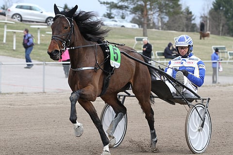Stoneisle Lilian ja sen vakio-ohjastaja Suomessa Esa Holopainen lämmittelemässä Lappeenrannassa.