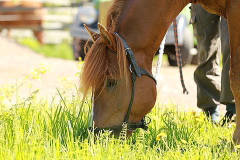 Välähdys palaa tauolta kotikulmillaan Kouvolassa. Kuva: Jarno Unkuri.
