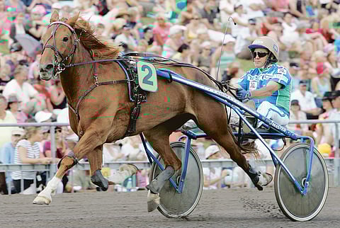 Velin Vinke otti monta makeaa voittoa Antti Teivaisen ohjastamana. Jyväskylässä vuonna 2008 siitä leivottiin ravikuningatar. Kuva Tapio Mäenpää.