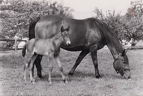 Charme teki kaikkiaan 11 varsaa, mutta emänsä veroista ei yhdestäkään tullut. Kuvassa 1984 syntynyt orivarsa Charmeur (Quick Pay).