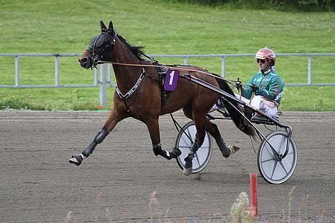 Elliot Web pääsee kilpailemaan Jokimaalla kengittä, mikä on sille iso etu.