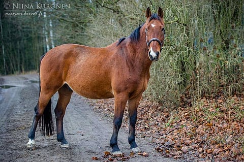 Ruuna Normen on kadonnut tai myyty.