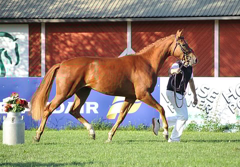 Kom Fairy Tale vuonna 2008.