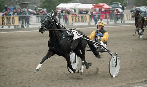 Ensimmäisen suurkilpailuvoittonsa Asgaya otti kolmevuotiaana Seppeleajossa. Jouni Varamäki ohjasti. Kuva: Tomi Kaminen.