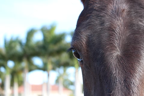 Hevosurheilun gallup etsii hevosaiheisia laulusuosikkeja – kuuntele kappaleet täältä