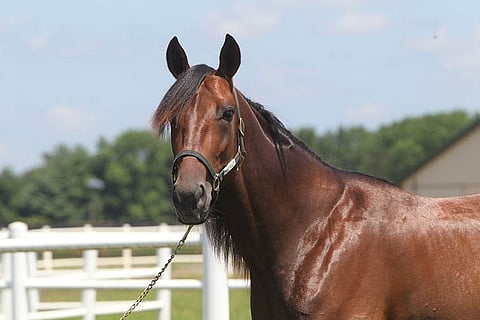 All Laid Outin Jalostuskuvasto-ilmoituksen sivunumero on 21.