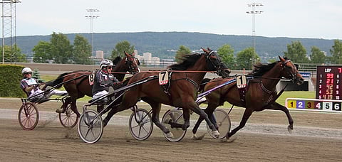 Quite An Avenger joutuu juoksemaan keskiviikkona optimibalanssistaan poiketen kengät jalassa. Ruuna kaipaa Toto65-pelissä varmistuksia.