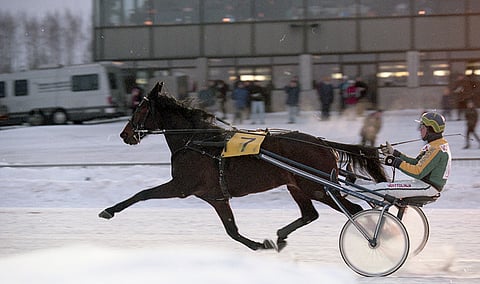 Yksi Universen 39 voitosta tuli 11.1.1997 Vermon 65-lähdössä. Ruunan ponteva tyyli tulee hyvin kuvassa selväksi. Kuva Juhani Länsiluoto.
