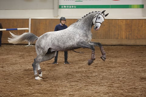 Jalkasten Still-Hof Macabeu eli uudelta nimeltään Clarimore teki hyvän vaikutuksen itsevarmalla ja rauhallisella olemuksellaan. Tomi Jalkanen esitti oriin, josta kaavaillaan hänelle GP-ratsua, kotimaahan. Mikäli oriissa on kykyjä tätäkin enemmän, oikea osoite on ulkomailla. "Jalo, sopusuhtainen, erittäin hyvä ratsuhevostyyppi, hyvä luusto jaloissa", totesi orilautakunta oriista.