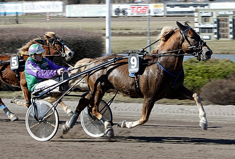 Costello ei väsy, se on vissi näin! Oritta ei silti nähdä valmentajansa Ville Herttuan mukaan Kuninkuusraveissa vielä tänä vuonna.