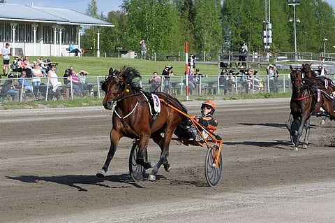 Mikkelissä pussiin juuttunut Ranch Kelly pyrkii keulaan Toto65-pelin avauskohteessa. Edellisen keulajuoksunsa tamma voitti SE-tuloksella 12,3/2140a. Kuva: Satu Pitkänen