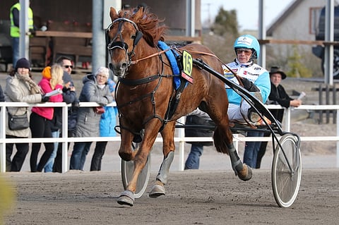 Jokivarren Kunkku palasi kultakantaan Oulussa. (arkistokuva)