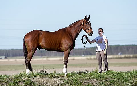 Pitch Commandissa näkyy emänisänsä Arnaqueurin jälki. Vierellä ruunan hoitaja Armi Mattinen. Kuva: