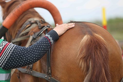 Hevosmies ja hänen hevosensa.