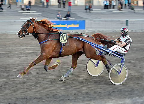 Toto65-pelin päätöskohteessa jo 5. peräkkäistä voittoa hakeva El Dirtyman on ideasysteemin tukipilari.