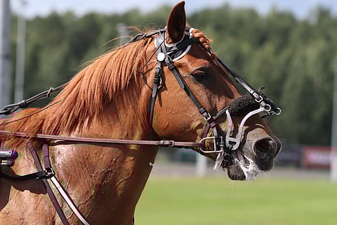 Hevosen taustajoukot olivat yksimielisiä siitä, että Mokomanin raviura on ohi. Sitä odottavat nyt leppoisat eläkepäivät omien tallikavereiden kanssa.