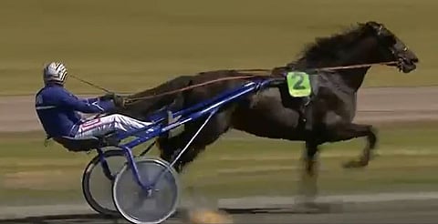 Gizmo De Veluwe on kilpaillut tähän saakka Ruotsin puolella.