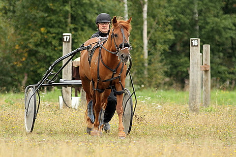 Haapajärven raviradan valjastuspylväät ovat ravikuningattarelle ja sen isännälle tuttu, mutta harmittavan yksinäinen ympäristö.