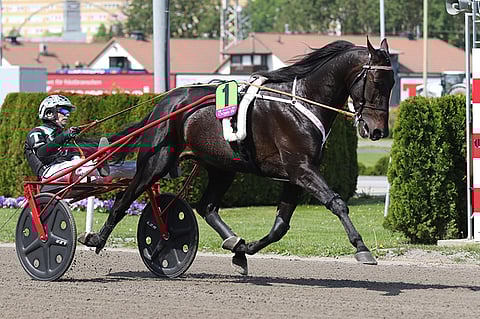 Oasis Bi oli Elitloppet-finaalissa neljäs.