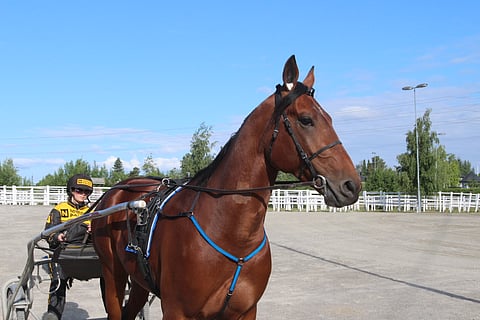 Victory Bonsain kansainväliset edustustehtävät jatkuvat Oslo Grand Prixin jälkeen Solvallassa.