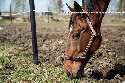 Reima Kuislan tallin Pitch Command on palaamassa ennätysten murskaajaksi.