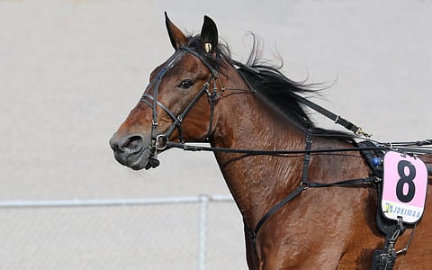Asiantuntijat listasivat tuoreen Suur-Hollola-ajon voittajan mukaan St Michel -rankingiin.