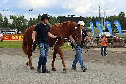 Rupeltaja nousi Joensuun huutokaupan kalleimmaksi.