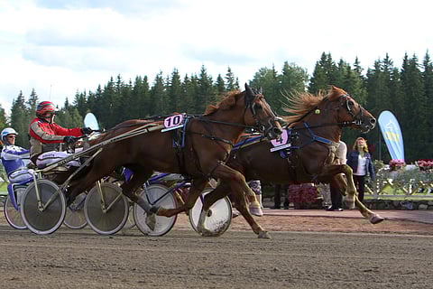 Suurmestaruuden jokainen metri oli yhtä jännitysnäytelmää. Suivikas laukkasi vain muutama kymmenen metriä ennen maalia saadessaan prässiä voittoon pitäneeltä Camrilta.
